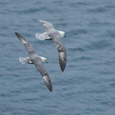 Fulmar boréal