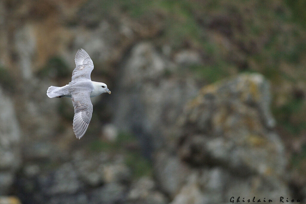 Northern Fulmar