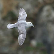 Northern Fulmar