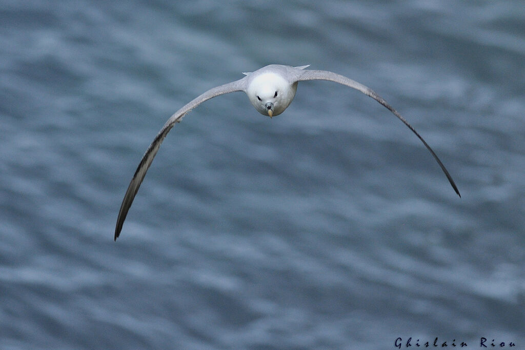 Fulmar boréal