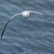 Fulmar boréal