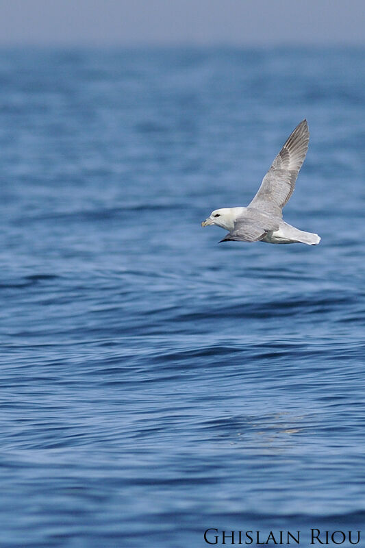 Northern Fulmar