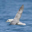 Fulmar boréal