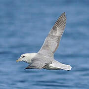 Northern Fulmar