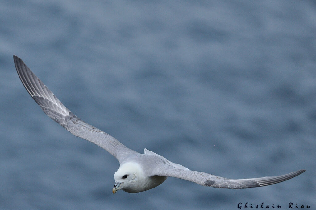 Fulmar boréal