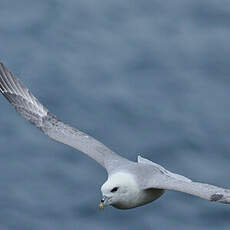 Fulmar boréal