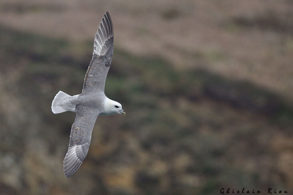 Fulmar boréal