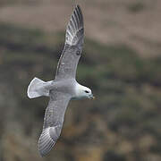 Northern Fulmar