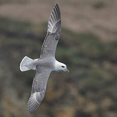 Fulmar boréal