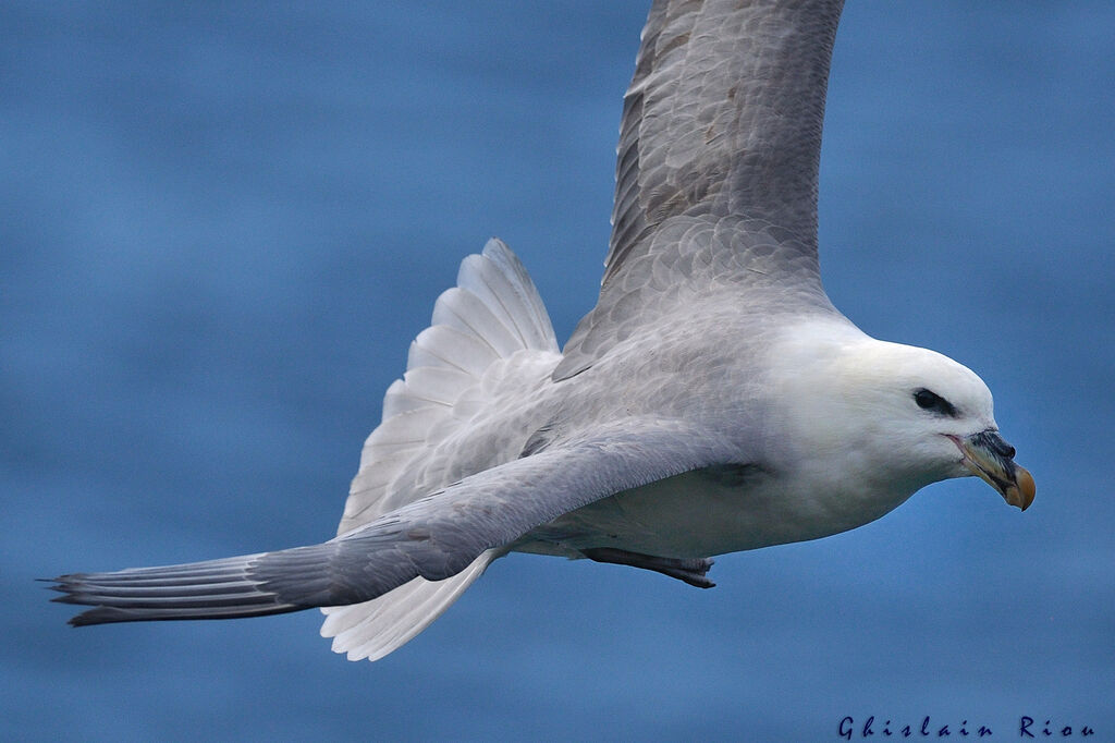 Northern Fulmar