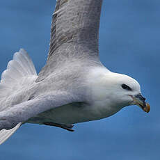 Fulmar boréal