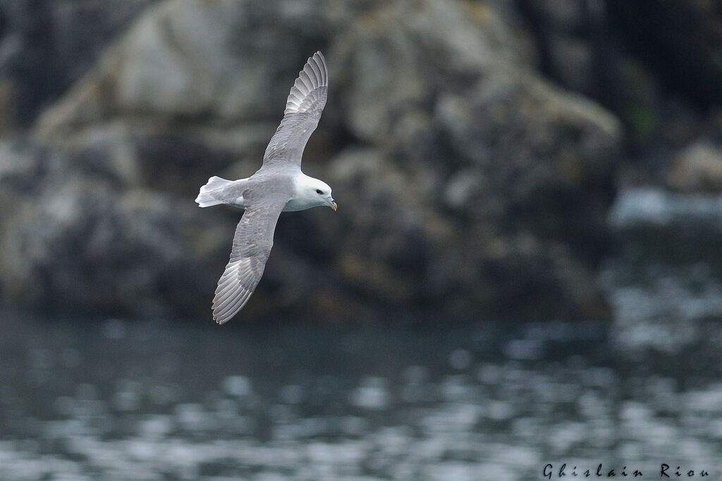 Northern Fulmar