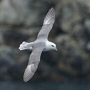 Northern Fulmar