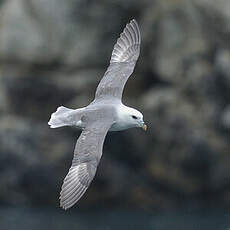 Fulmar boréal