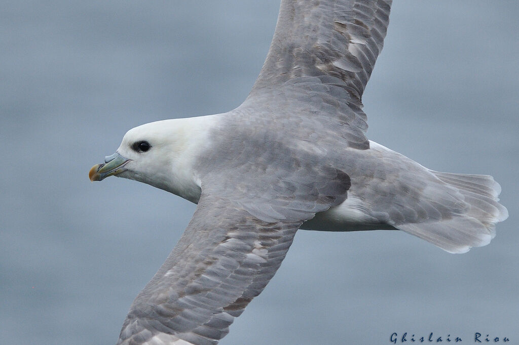 Northern Fulmar