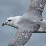 Fulmar boréal