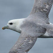 Fulmar boréal