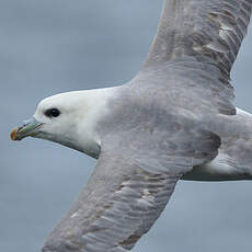 Fulmar boréal