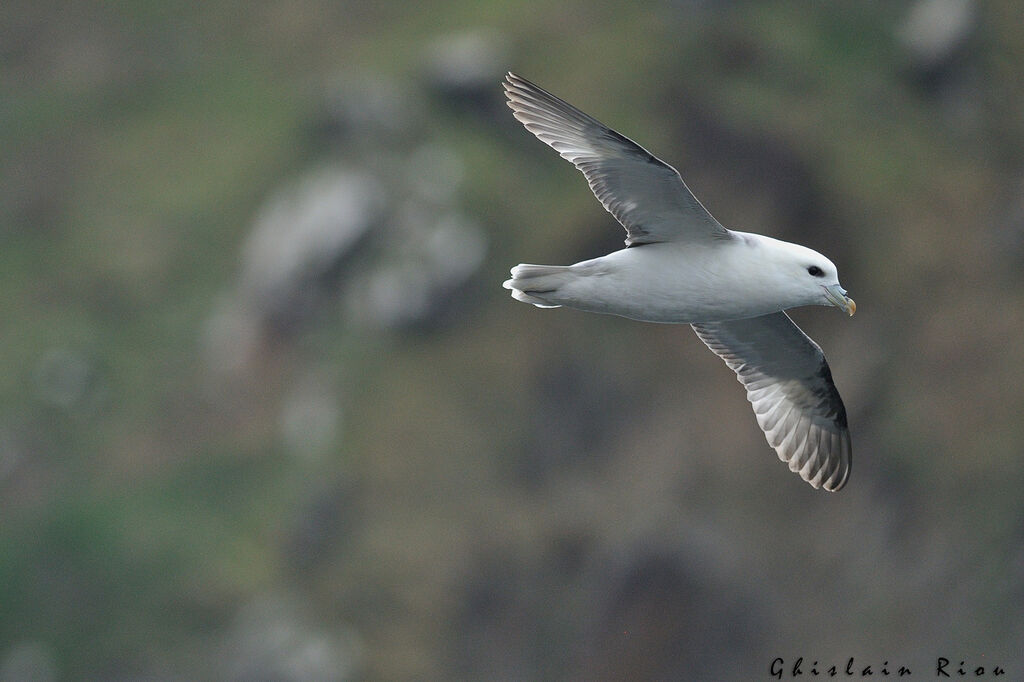 Fulmar boréal