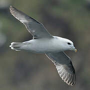 Fulmar boréal