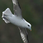 Fulmar boréal