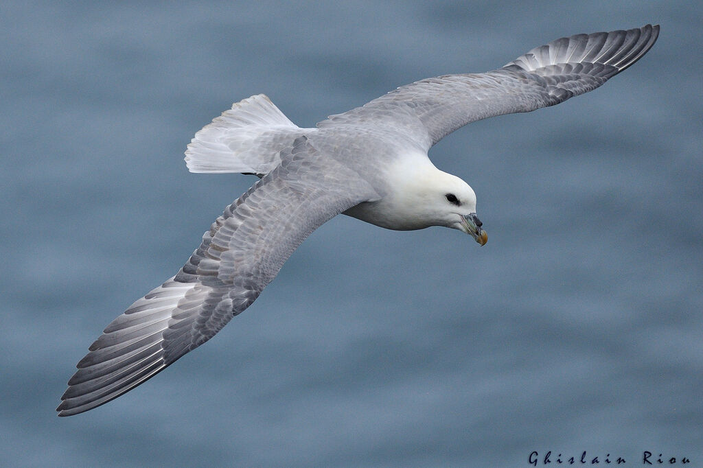 Northern Fulmar