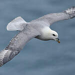 Fulmar boréal