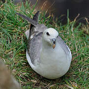 Fulmar boréal