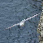 Fulmar boréal