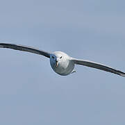 Fulmar boréal