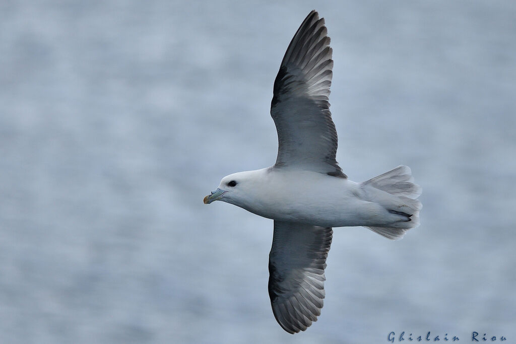 Fulmar boréal