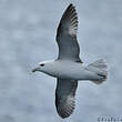 Fulmar boréal