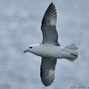 Northern Fulmar