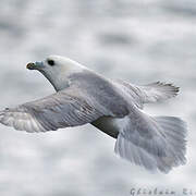 Northern Fulmar