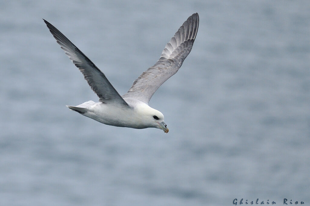 Fulmar boréal