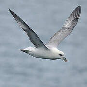 Fulmar boréal