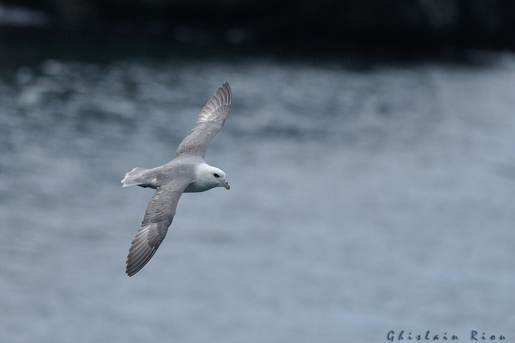 Northern Fulmar