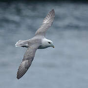 Northern Fulmar