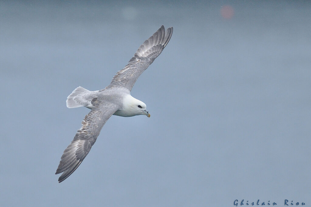 Northern Fulmar