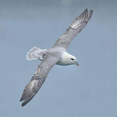 Fulmar boréal