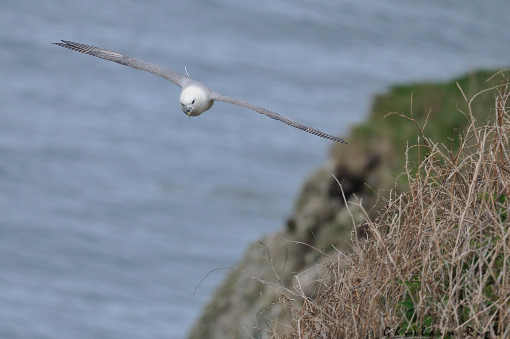 Northern Fulmar