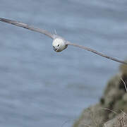 Fulmar boréal