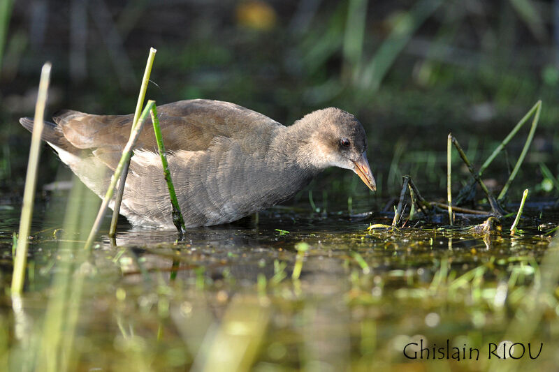 Gallinule poule-d'eaujuvénile