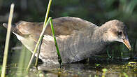 Gallinule poule-d'eau