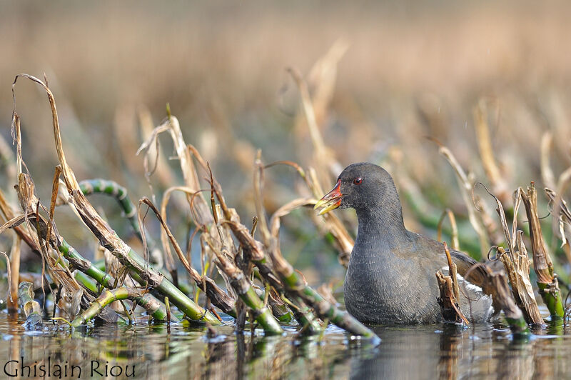 Gallinule poule-d'eau