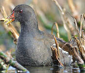 Gallinule poule-d'eau