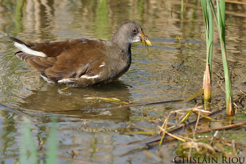 Gallinule poule-d'eau