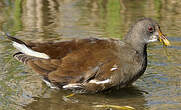 Gallinule poule-d'eau