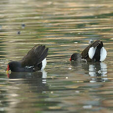 Gallinule poule-d'eau