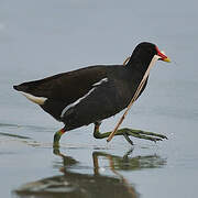 Common Moorhen